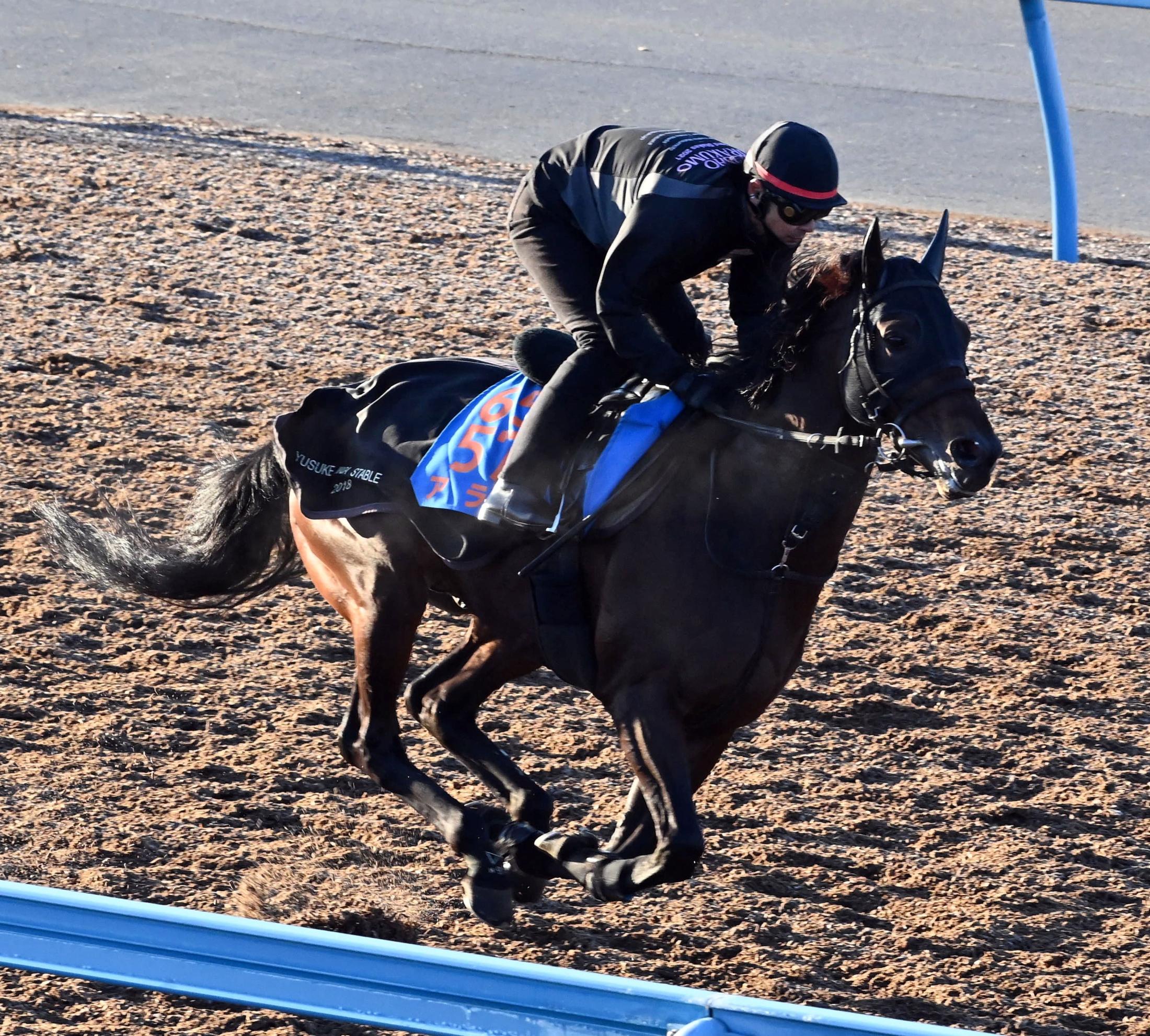 【福島記念】アラタ　連覇へ状態良好　小島良助手も期待「福島コースは合う」