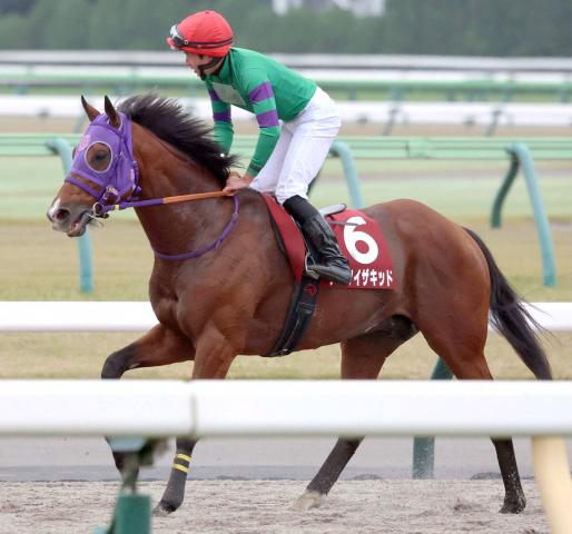【注目馬動向】ディマイザキッドは有馬記念を目標に調整