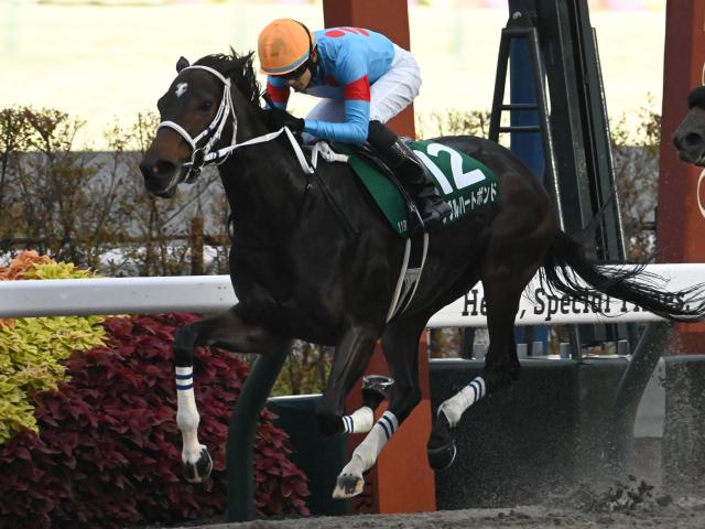 【チャンピオンズC想定馬・騎手】ダブルハートボンド、ナルカミなど24頭