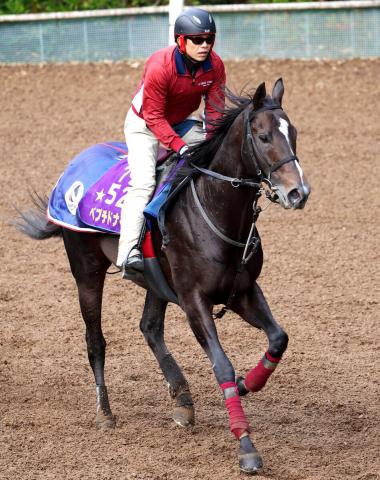 【注目馬動向・古馬】ペプチドナイルはチャンピオンズC目指す　アンドロメダS勝ちのウエストナウは鳴尾記念へ