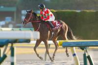  11RGLAYTERU̿̾ƥҥG2쥹2S4