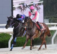  ڱĶϡʼ˥˥ץۥȥޥꡡ4Ƭ鲡ڤäƽž޽