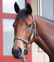  ͭ�ϵ�ǰ��1�����ȯɽ�����ꥶ�٥��������������쥬�쥤�餬28��7909ɼ�ǥȥå�