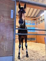  ޥ뻲Υ֥꡼ΥХ󥷥å˹ǽɤڤ