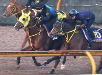  ڥԥC1ۥᥤ祦ϥꥪCW϶ӵӡĴաưäƤ