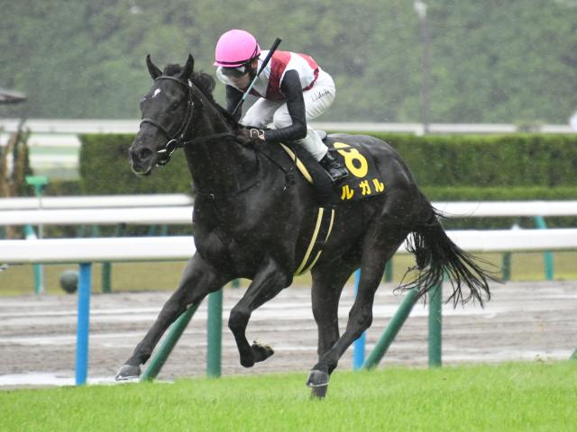 【京阪杯前日オッズ】ルガルが5.2倍で1番人気