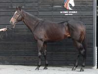  �ڥ����ԥ���C�ۥڥץ��ɥʥ���80�����Ť����ϴ��������ʤ�