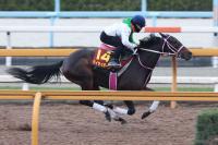  ںJF콵ɤۥܡʥ٥礭6F779