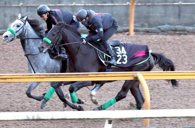【POG】ダノンプレミアムの半弟ドンテスタマスターは素質あり　陣営「いいものは持っているが、もうひとつほしい」