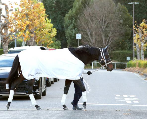 【チャンピオンズC・考察】好枠のアウトレンジ乾いた馬場で巻き返しあるぞ　3番枠のメイショウハリオも気になる