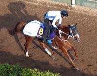  ڥԥCۥեåϥեåʾ֡Ĵա֤֤ǽФǤ