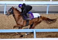  ڹۥХ󥷥åʿóäƹءĴաֹŪˤߤƥ󥹡