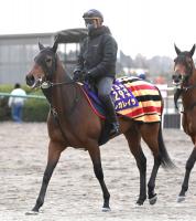  ��ͭ�ϵ�ǰ�ۥ쥬�쥤�餬�ե�����ɼ���̡������¿��������������ɼ��������᡼���ӡ�(Ϣ�Ƥ�)����󥹡�