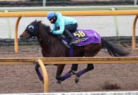  �ڥۡ��ץե�SŸ˾�۽����졼���μ�����ɷ������˥塼