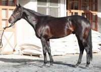  ��ͭ�ϵ�ǰ�ۥߥ塼������ޥ���95�����Ԥ��ܤĤ���Ʈ�迴��ɽ��