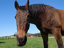  1頭でも多くの馬にナイスのような穏やかな余生を…ナイスネイチャのバースデードネーション(3)