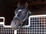  ウォーエンブレムが死亡　2002年ケンタッキーダービー馬、日本で種牡馬として活躍