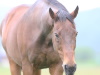  生まれ故郷で暮らすナイスネイチャのバースデードネーション　引退馬が穏やかな余生を暮らせるように