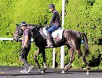  「ウマ娘」社長落札馬は順調“４億７０００万円馬”ドーブネ　函館でゲート試験の予定
