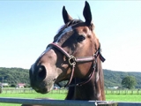  アサヒライジングが6頭目の受け入れ馬に　ナイスネイチャ・33歳のバースデードネーション