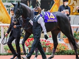  【次走】菊花賞4着のステラヴェローチェは有馬記念を視野