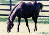  1994年の英ダービー馬エルハーブが死亡、日本で種牡馬生活も