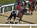  【NHKマイルC 調教後馬体重】セリフォスは492kg、ダノンスコーピオンは466kg