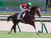  【ＰＯＧ】新谷厩舎５頭目の２歳馬Ｖへ！ゴライコウは２０日小倉でデビュー（栗東発）