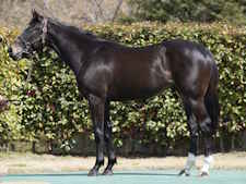 POG2025-2026 有力馬まとめ