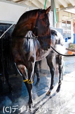【天皇賞・春】有力馬情報(2)キタサンブラックなど