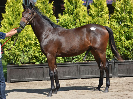 セレクトセール2016(初日)母ミラクルレジェンドの牡馬に1億4000万円