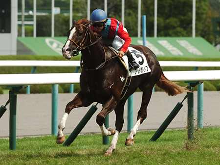 ベルカントの半弟アットザトップが逃げ切りv 阪神新馬 競馬ニュース Netkeiba Com