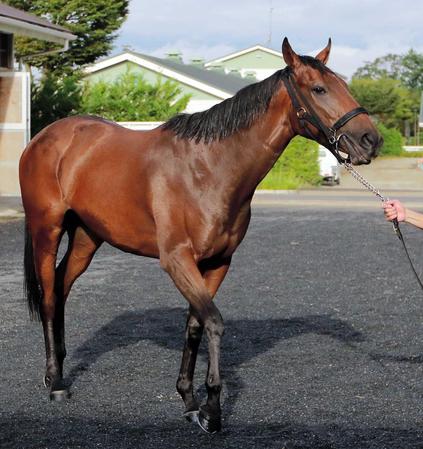 ｐｏｇ コロナシオン豊かな将来性 ブエナビスタの初子いざ初陣 競馬ニュース Netkeiba Com