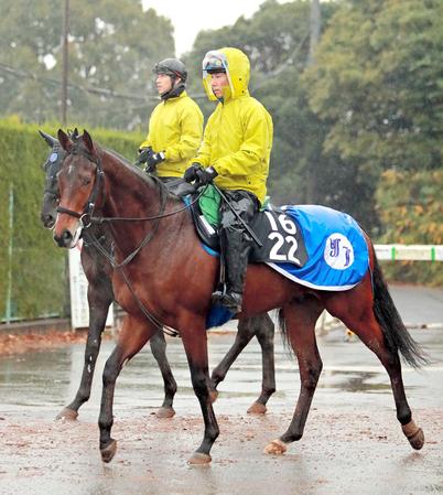 【POG】サトノクロニクル素質高い！ 名門・池江厩舎期待の逸材！