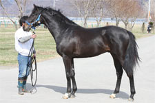 2歳馬の産地馬体検査がスタート