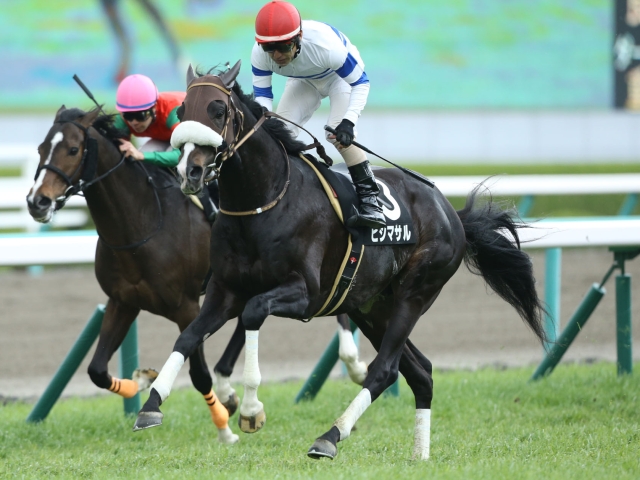 【白鷺特別】(阪神) ヒシマサルが好位から抜け出し勝利
