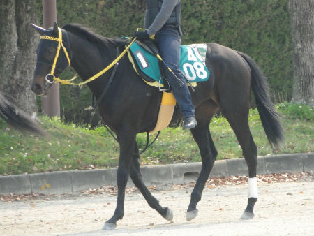 注目のディープ産駒ディアマイベイビーなどがデビュー/新馬戦
