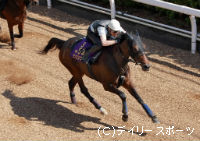 マーメイドS・有力馬情報(1)エリンコート
