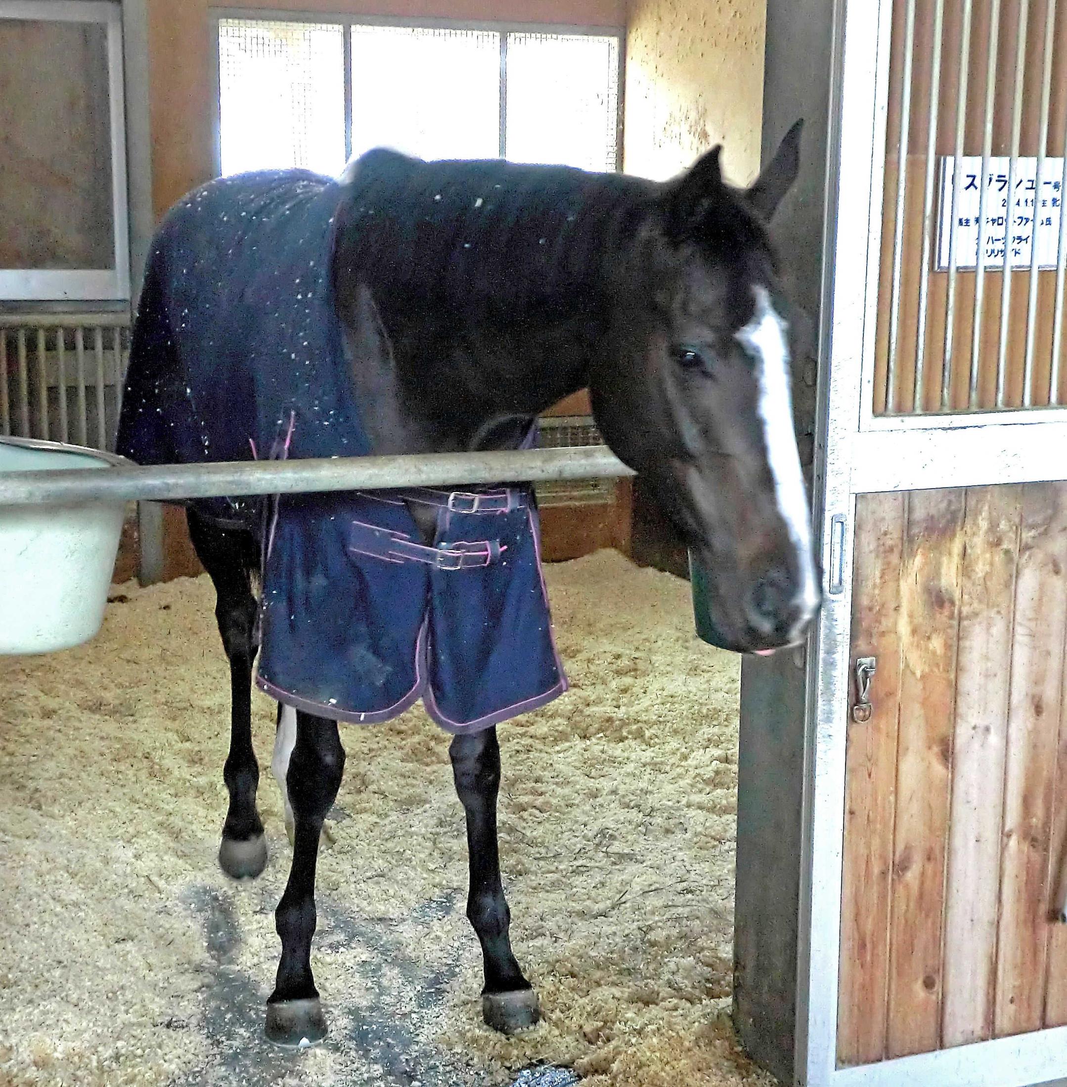 リスグラシューの軌跡 有馬記念で有終ｖ 牝馬史上初の同一年春秋グランプリ制覇 競馬まとめ Netkeiba Com