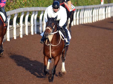 ダノンシャークら、今週の主要調教馬場の時計/栗東トレセンニュース