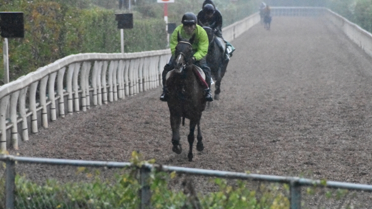 【アルゼンチン共和国杯2019】出走馬の最終追い切りを動画で解説！/井内利彰