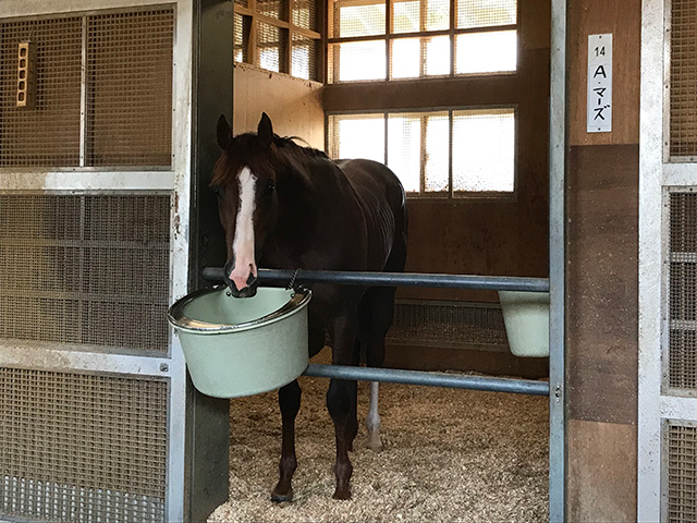 「まだ細マッチョという印象」のアドマイヤマーズ(撮影：花岡貴子)