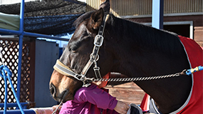 「馬第一主義」シャンティステーブル(3)「1日だけでも長く」愛馬のための1番の願い