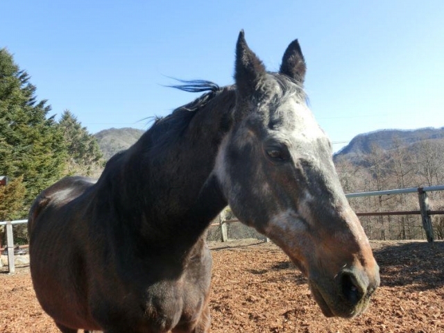 国内最高齢の元競走馬シャルロットが死亡 40歳 競馬ニュース