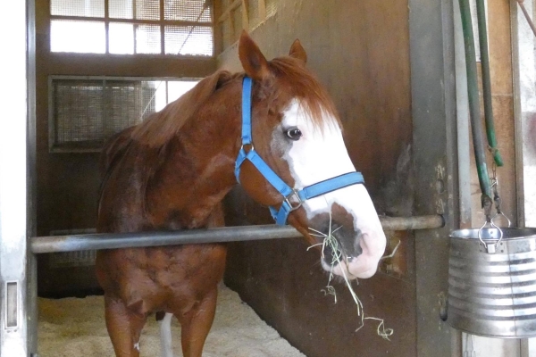 可愛くて強くて優しい“白面”の馬、メイクアップのありし日の姿