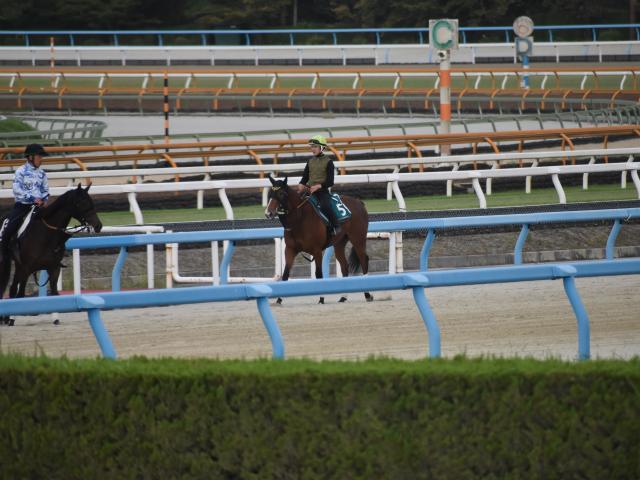 フェルハールなど 先週のゲート試験 栗東トレセンニュース 競馬ニュース Netkeiba Com