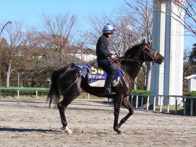 ジナンボー&ダイワキャグニー、ジャパンC厩舎情報/美浦トレセンニュース
