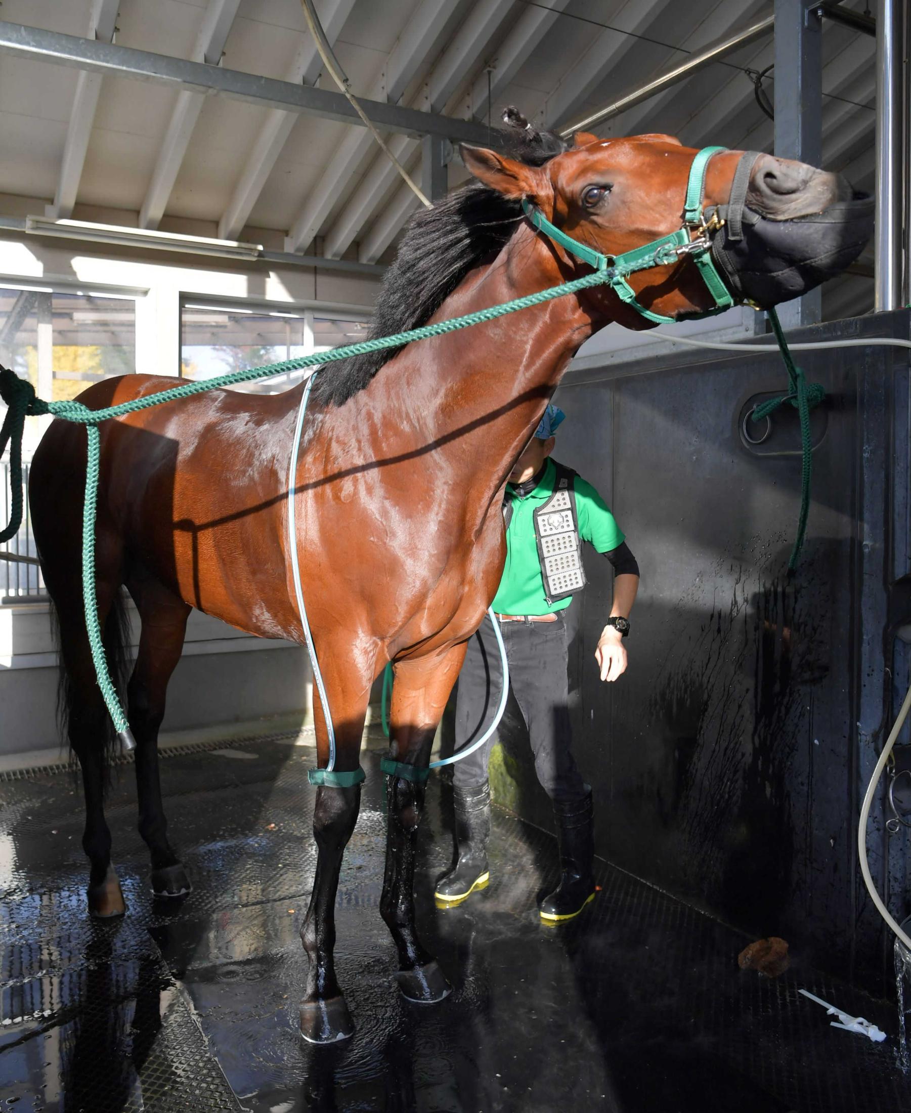 【チャンピオンズＣ】クリソベリル無傷で戴冠だ　デビュー以来全て３馬身以上の圧勝