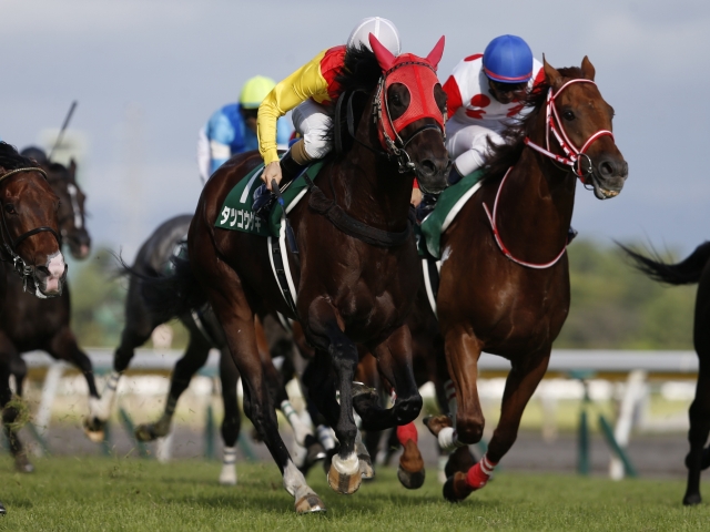 タツゴウゲキ引退、種牡馬へ