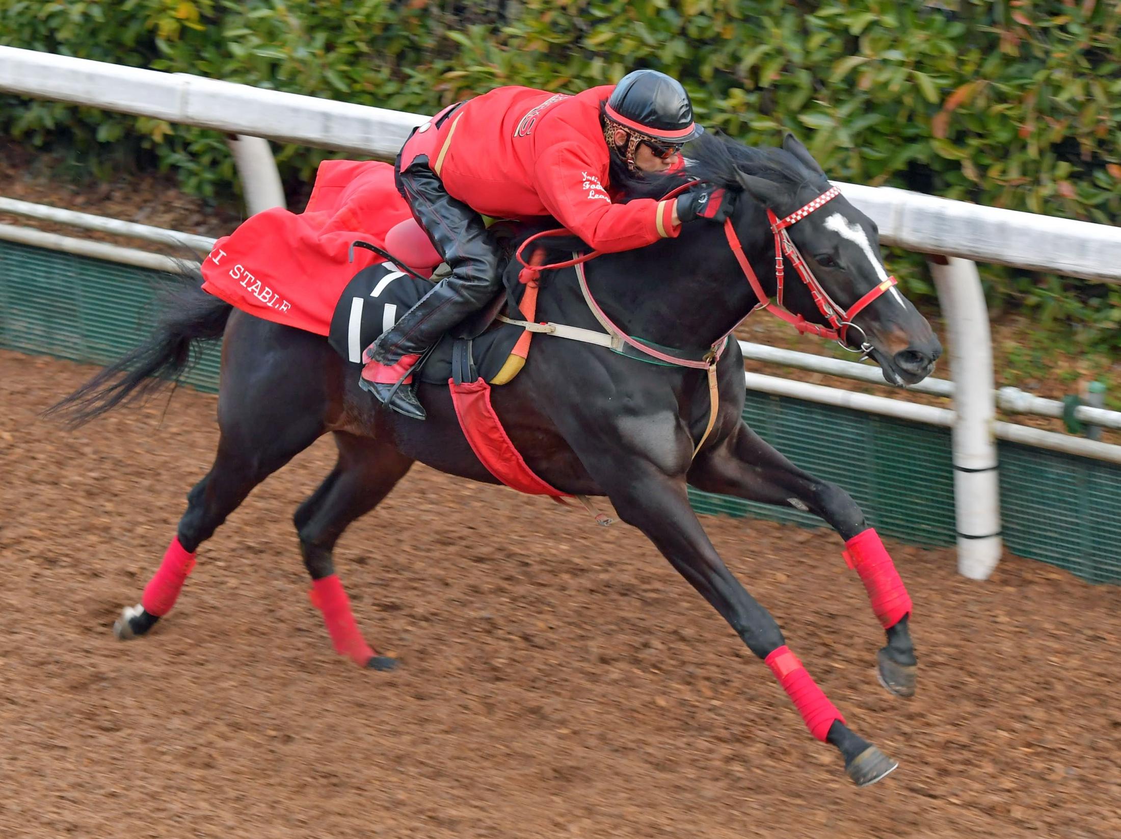 弥生賞 ディヴィナシオン 初時計 で好感触 皐月切符獲りへ 競馬ニュース Netkeiba Com